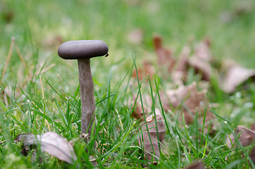 Image showing one little lonely braun mushroom standing