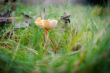 Image showing one yellow mushroom stand lonely in the forrest