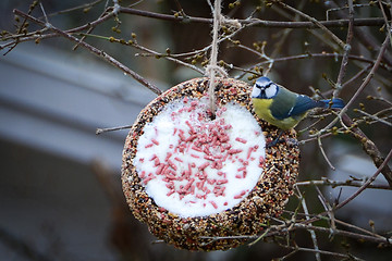 Image showing feeding the blue tit in the winter