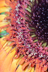 Image showing  flower pollen abstract background