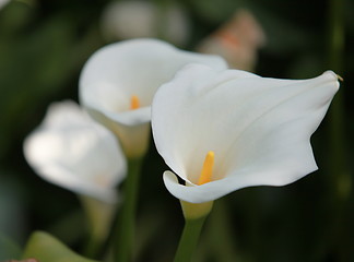 Image showing calla gentle white flowers