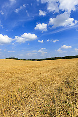 Image showing harvesting cereals  . field 