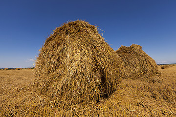 Image showing  harvest of cereals