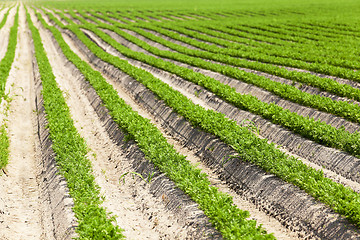 Image showing sprouts carrots. field  