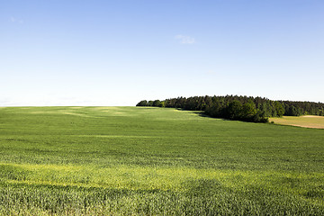 Image showing field with cereals  