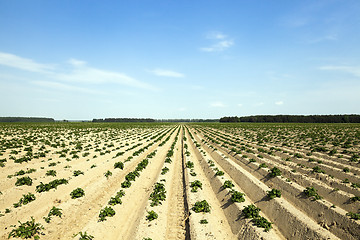 Image showing sprouting potatoes. Field 