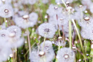 Image showing White dandelion  . seeds.