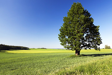 Image showing tree in the field  