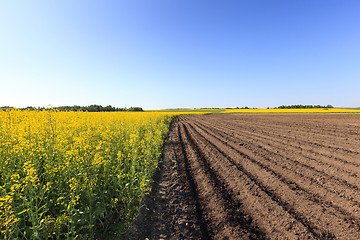 Image showing Agriculture . rapeseed field