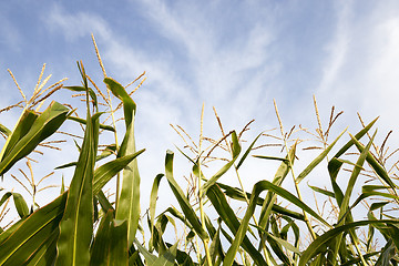 Image showing field with corn  