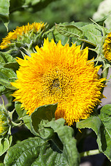 Image showing Decorative sun flowers  