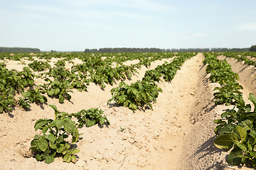 Image showing  Young sprouts of potatoes