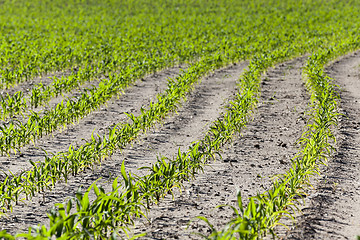 Image showing young sprout of corn  