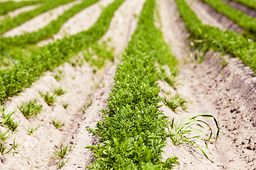 Image showing Carrot field  close-up 
