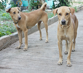 Image showing two dogs