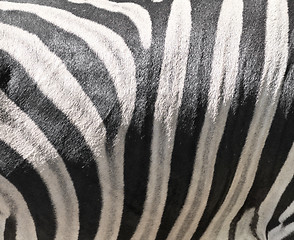 Image showing Zebra skin background