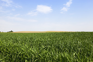 Image showing wheat field. Summer 