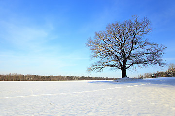 Image showing lonely tree .  snow.