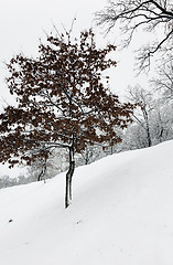 Image showing trees in winter  