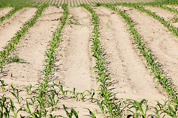 Image showing Field of green corn  