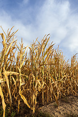 Image showing ripe yellow corn 