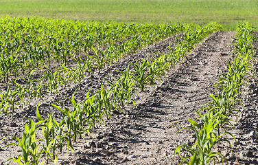 Image showing Field with corn  