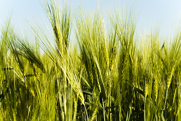 Image showing immature cereals. field