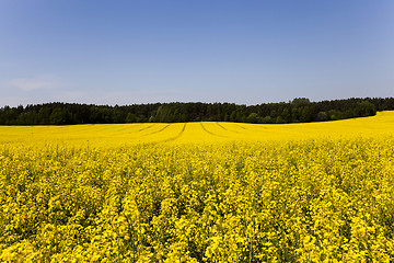 Image showing Rape field . summer