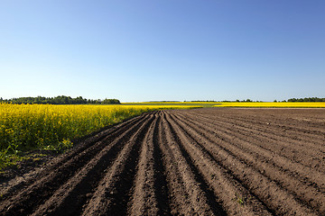 Image showing  Agricultural field . potatoes 