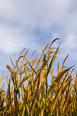 Image showing ripe yellow corn 