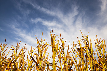 Image showing yellowing corn field  