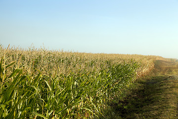 Image showing field with corn  