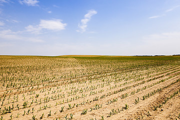 Image showing corn germ .  field  