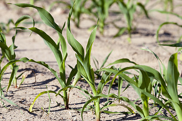 Image showing corn field. close-up  