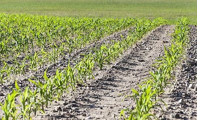 Image showing corn field. close-up 