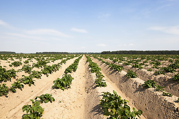 Image showing sprouting potatoes. Field  