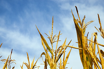 Image showing ripe yellow corn  