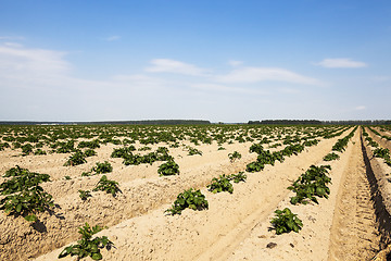 Image showing sprouting potatoes. Field  