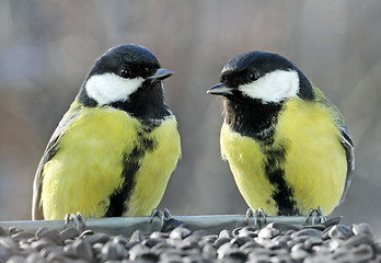 Image showing Two Great Tits