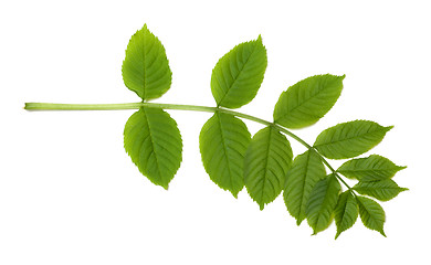 Image showing Green sorbus leaves