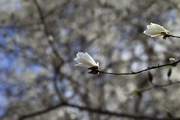 Image showing Two buds of blooming magnolia