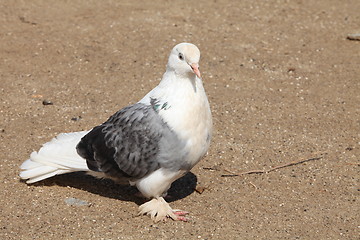 Image showing homing pigeon
