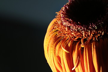 Image showing  Orange gerbera flower