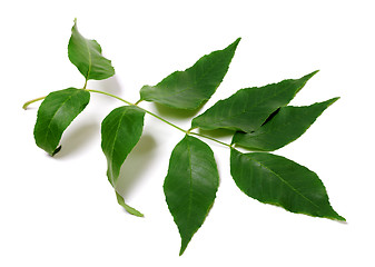 Image showing Green ash-tree leaves