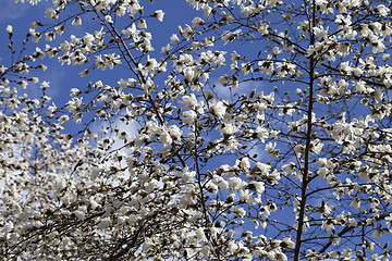 Image showing Spring blooming magnolia