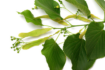 Image showing Tilia sprig before blossom