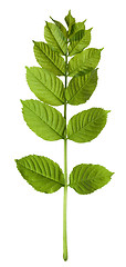 Image showing Spring sorbus leaves