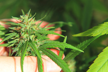Image showing nice marijuana plant