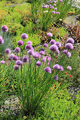Image showing nice chive flowers 