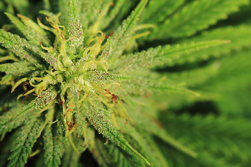 Image showing nice marijuana plant